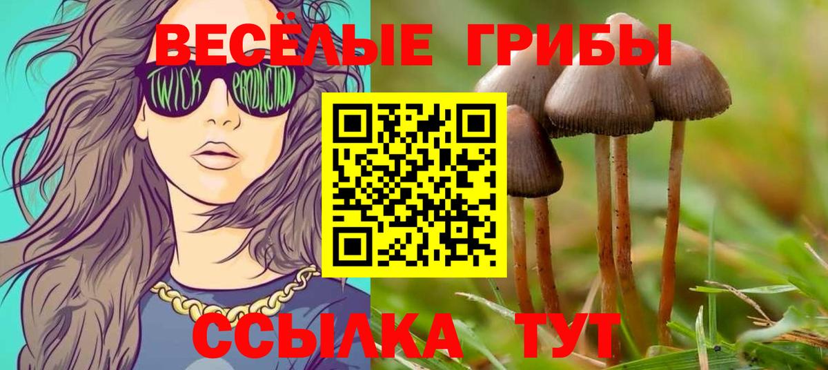 Псилоцибиновые грибы Psilocybe Богородск
